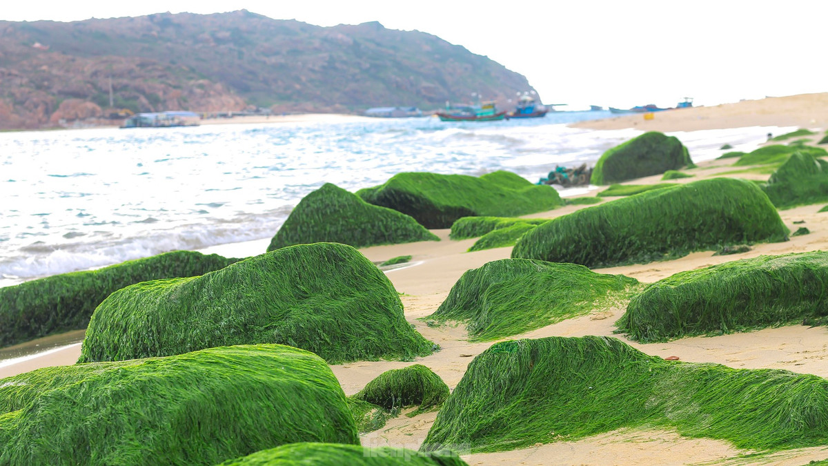 Khi thủy triều rút làm lộ những phiến đá hóa thảm rêu xanh mướt, đẹp lung linh trong ánh bình minh ở Nhơn Hải. Ảnh: Trương Định