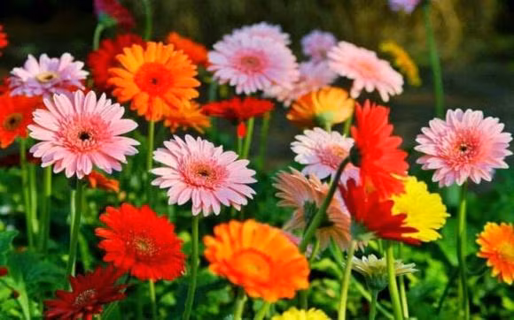 Dau nam trong 7 cay nay, gia dinh ca nam phat tai thinh vuong-Hinh-4