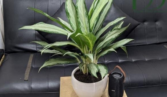 Dau nam trong 7 cay nay, gia dinh ca nam phat tai thinh vuong-Hinh-5