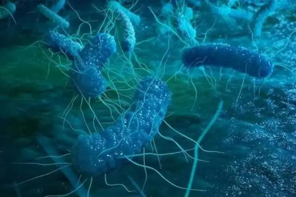 Bi an ve vi khuan lon nhat lich su, dai toi 2 cm-Hinh-5