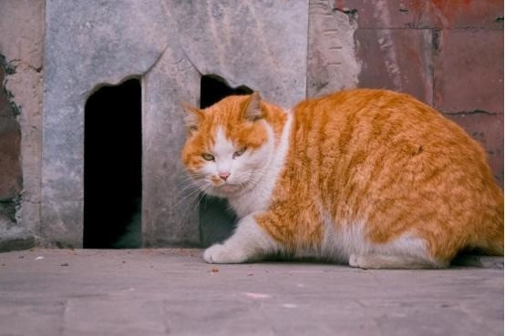 Vì sao Ngô Thừa Ân không cho mèo làm yêu quái trong Tây Du Ký? - Hình 4 Vi sao Ngo Thua An khong cho meo lam yeu quai trong Tay Du Ky?-Hinh-4