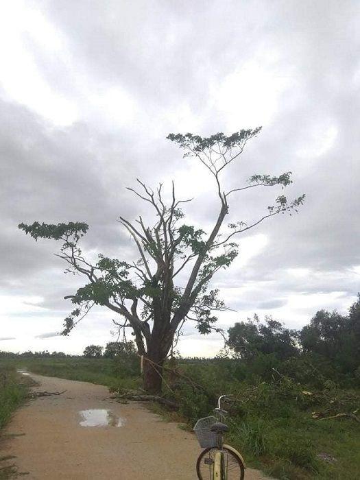 Xot xa “cay Mat Biec” tro trui sau bao so 5, khap thanh pho Hue ngon ngang cay do-Hinh-15