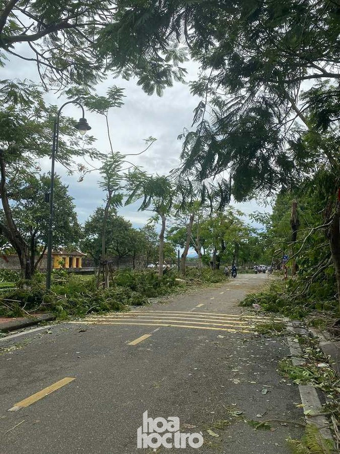 Xot xa “cay Mat Biec” tro trui sau bao so 5, khap thanh pho Hue ngon ngang cay do-Hinh-7