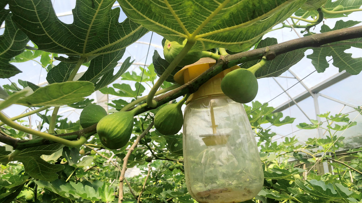 Trong sung My, nong dan Lam Dong “hai ra tien“