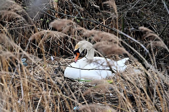 Con thiên nga trắng trong tổ tại Khu bảo tồn thiên nhiên địa phương Easter Craiglockhart Hill ở Edinburgh, xứ Scotland, Vương quốc Anh. (Ảnh: Ken Jack/Getty)