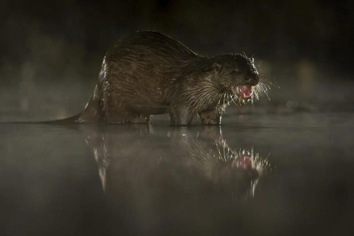 Một con rái cá được nhìn thấy vào ban đêm ở hạt Lincolnshire, vùng England, Vương quốc Anh. (Ảnh: Charlotte Graham/Rex/Shutterstock)