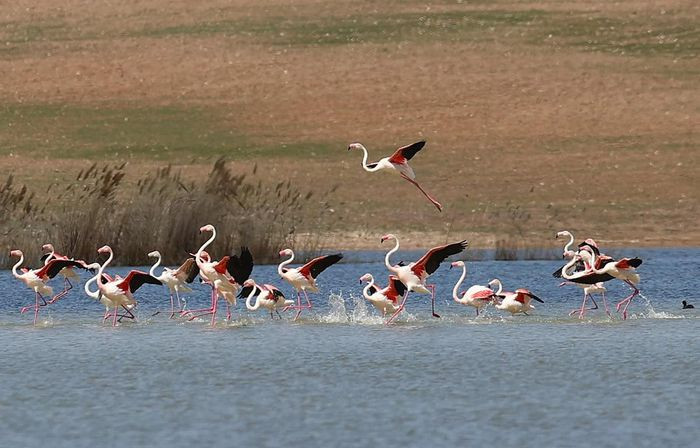Một đàn hồng hạc bay qua hồ Sel Kapani Dam ở quận Golbasi thuộc thành phố Ankara, Thổ Nhĩ Kỳ. (Ảnh: Anadolu Agency/Getty)