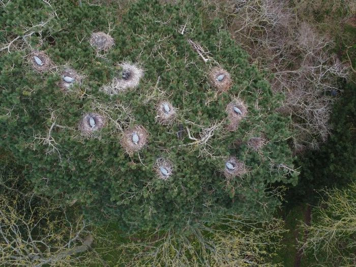 Máy bay không người lái đã chụp được hình ảnh một khu vực sinh sản của chim diệc tại National Trust Belton House ở hạt Lincolnshire, vùng England, Vương quốc Anh, trong khuôn khổ cuộc điều tra số lượng loài này hằng năm của Trust of Ornithology (BTO) - một tổ chức chuyên nghiên cứu về các loài chim. Ở độ cao 15m bên trên ngọn cây, máy bay không người lái giúp nhóm chuyên gia có được hình ảnh rõ nét hơn về số lượng tổ diệc tại khu vực này mà không gây xáo động quá nhiều tới những con chim trong tổ. (Ảnh: Andy Chick/National Trust)