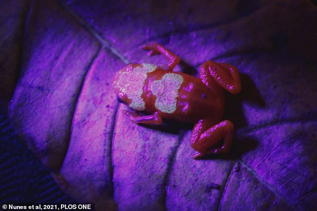 Cuc choang loai nam “ac doc” giet chet dong vat luong cu-Hinh-5