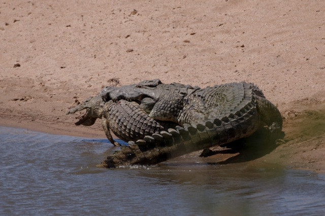 Những con chuyển sang ăn thịt đồng loại thường tránh những con cá sấu khác có kích thước tương tự như chúng, và né những con cái đang trong độ tuổi sinh sản.