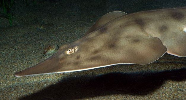 Một số người đưa ra ý kiến rằng, đó có thể là xác của một con mực khổng lồ - và một số khác cho rằng đó là "xác của người ngoài hành tinh”.