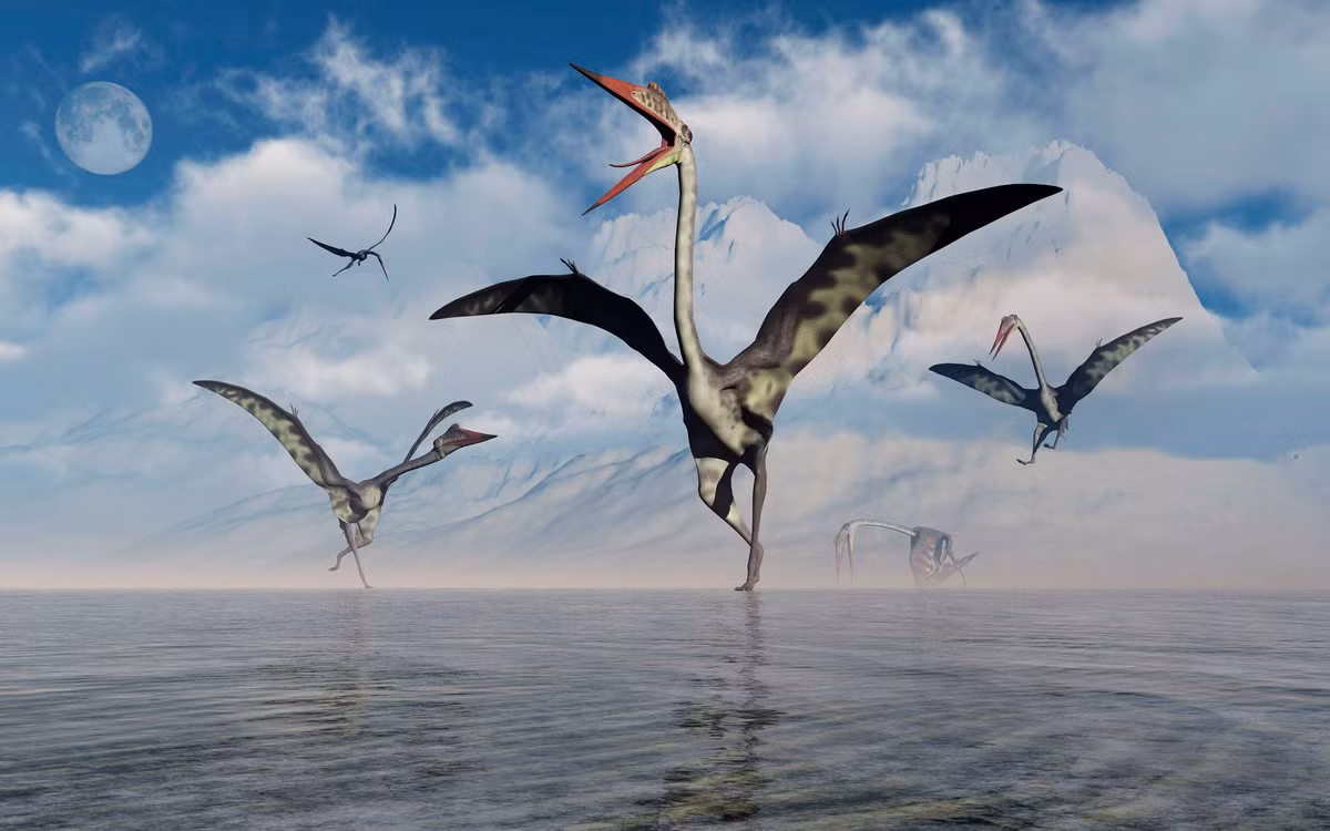 Nó có thể nhảy bật lên 2,4 mét khỏi mặt đất trước khi vỗ đôi cánh khổng lồ để tiếp tục cuộc bay của mình.