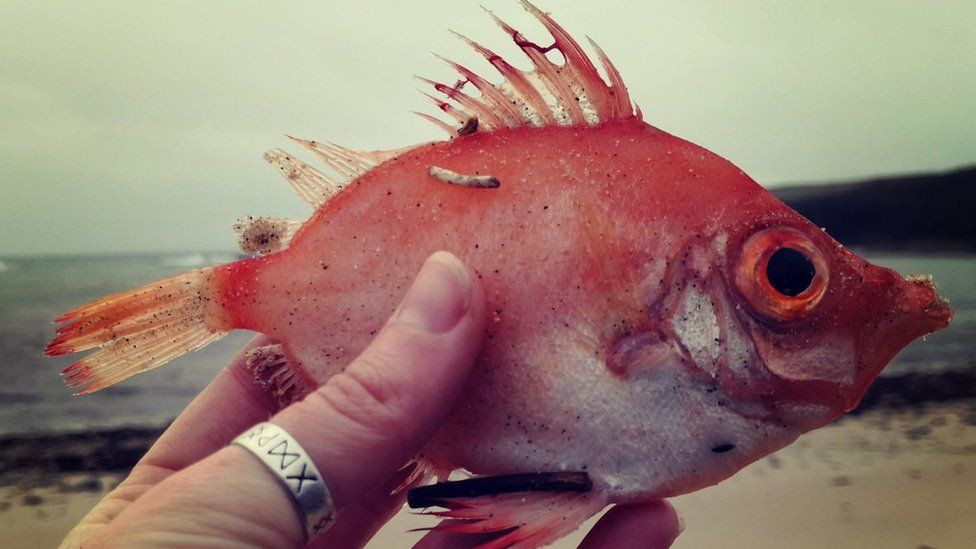 Các nghiên cứu trước đây đối với các mẫu xác cá Boar fish trôi dạt cho thấy rằng, chúng có rất nhiều loại vi nhựa nhỏ ở bên trong bụng.