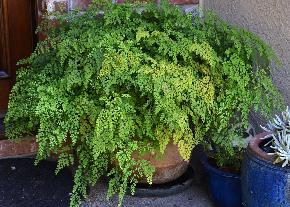 Duong xi toc Than Ve nu: Trong trong nha chieu may man