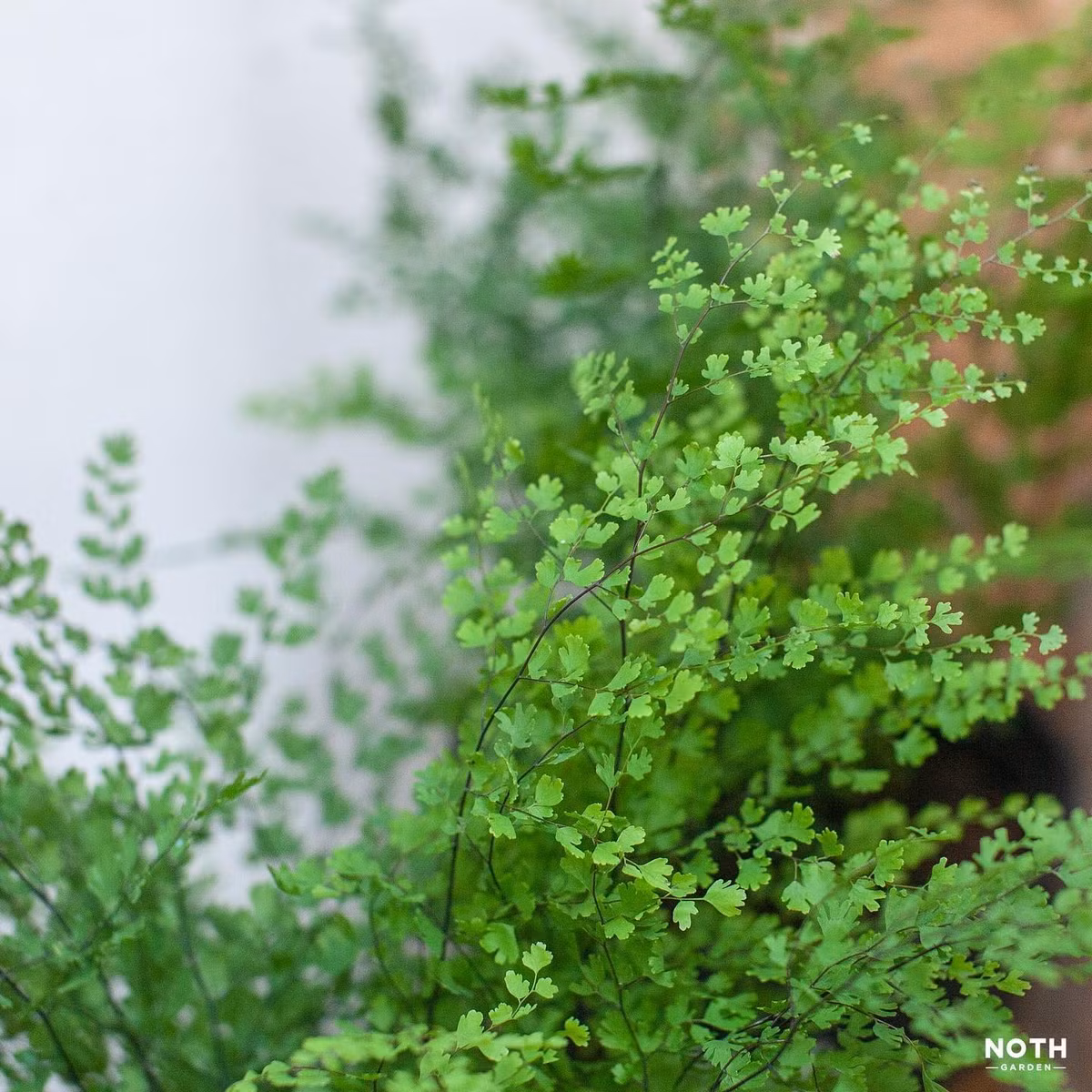 Duong xi toc Than Ve nu: Trong trong nha chieu may man-Hinh-7