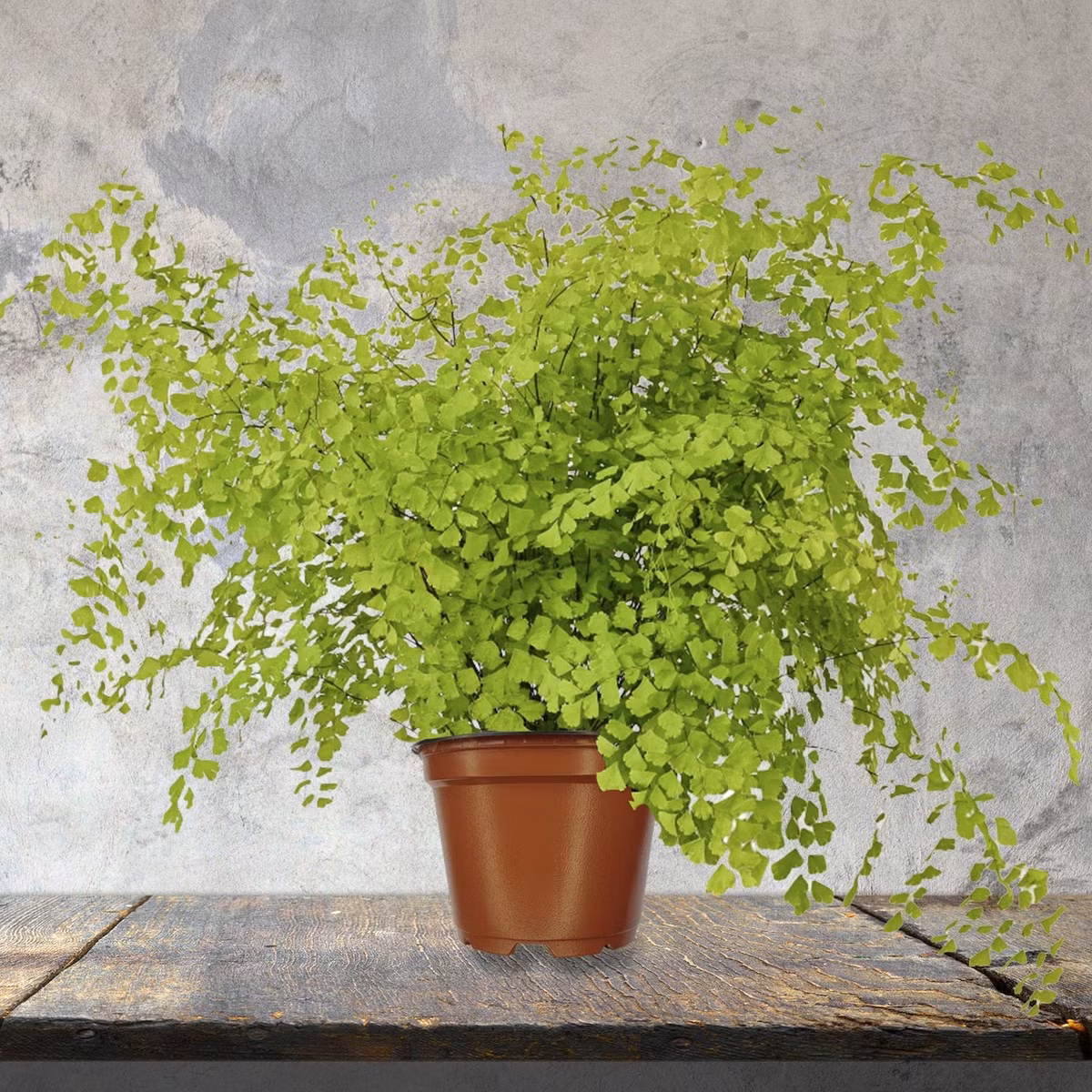 Duong xi toc Than Ve nu: Trong trong nha chieu may man-Hinh-4