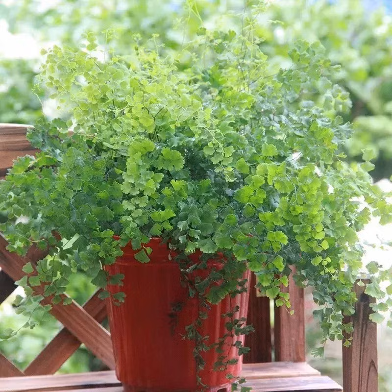 Duong xi toc Than Ve nu: Trong trong nha chieu may man-Hinh-14