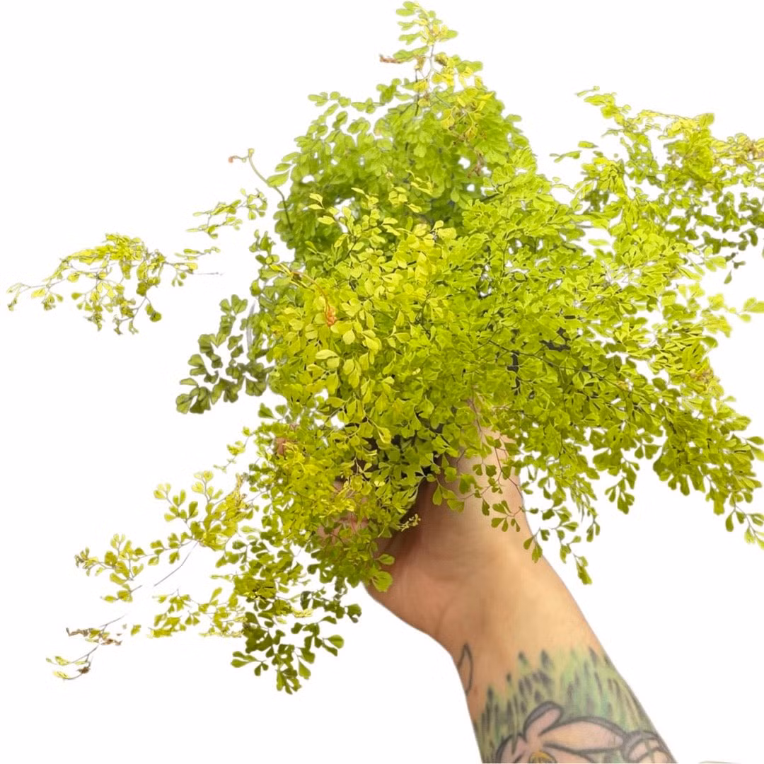 Duong xi toc Than Ve nu: Trong trong nha chieu may man-Hinh-8