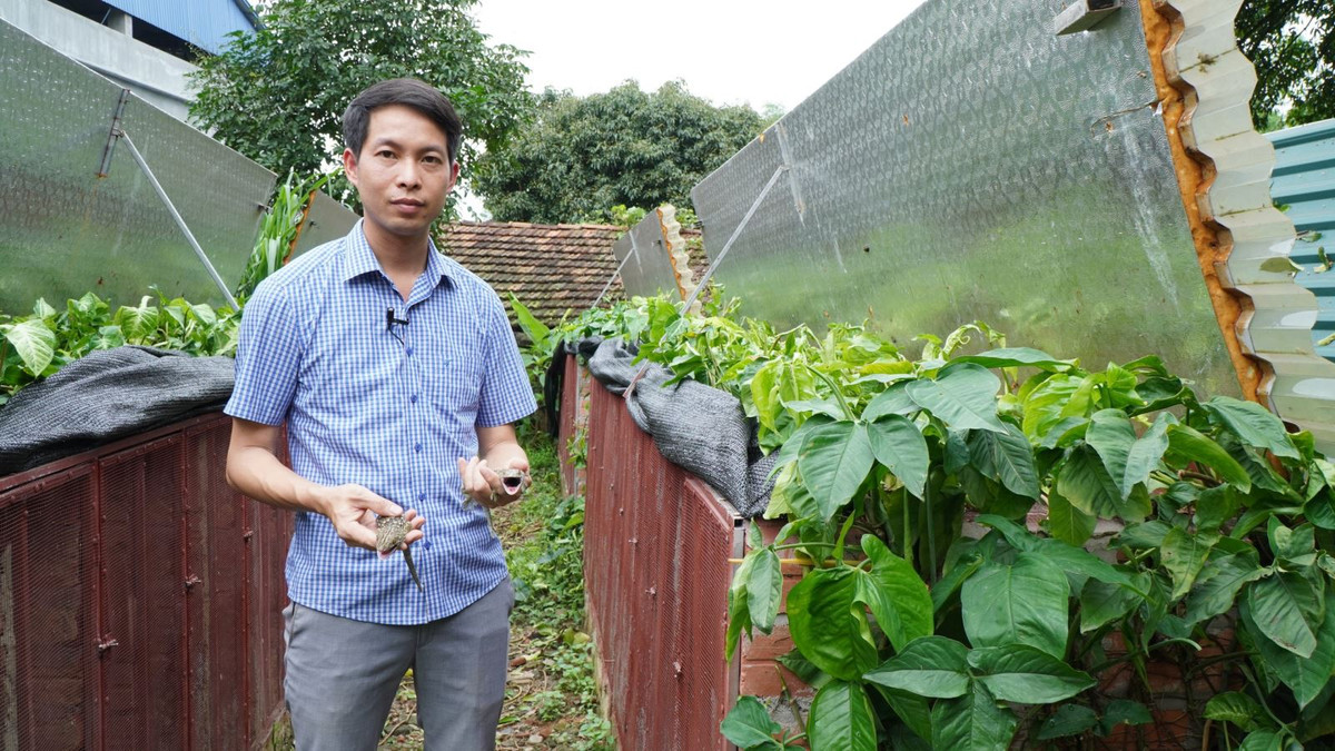 Nuôi thành công tắc kè, anh nông dân Thái Nguyên lãi 300 triệu Nuoi thanh cong tac ke, anh nong dan Thai Nguyen lai 300 trieu