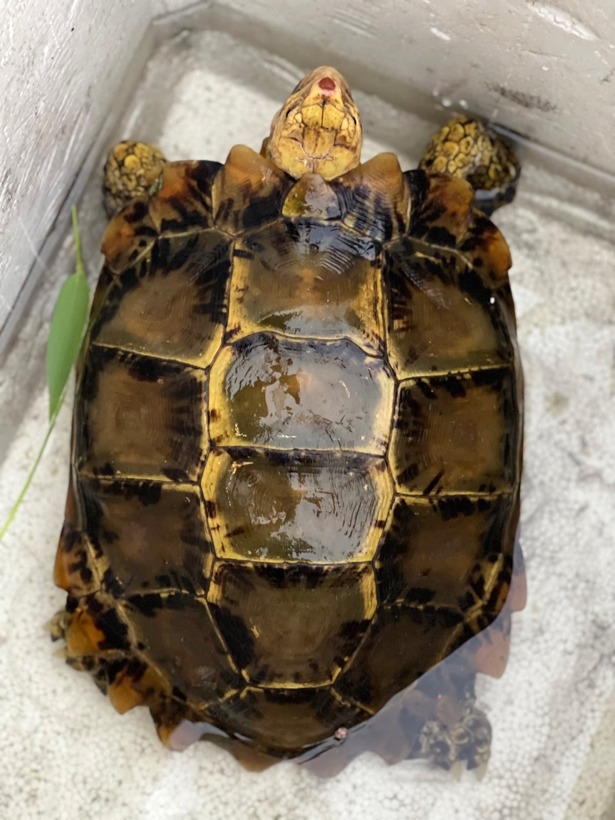 Hanh trinh cuu ho loai rua nui nam trong Sach do Viet Nam