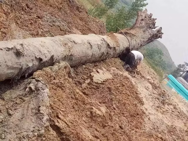 Người đàn ông “khoe” đào được cây gỗ tỏa mùi thơm, cảnh sát lập tức phong tỏa Nguoi dan ong “khoe” dao duoc cay go toa mui thom, canh sat lap tuc phong toa