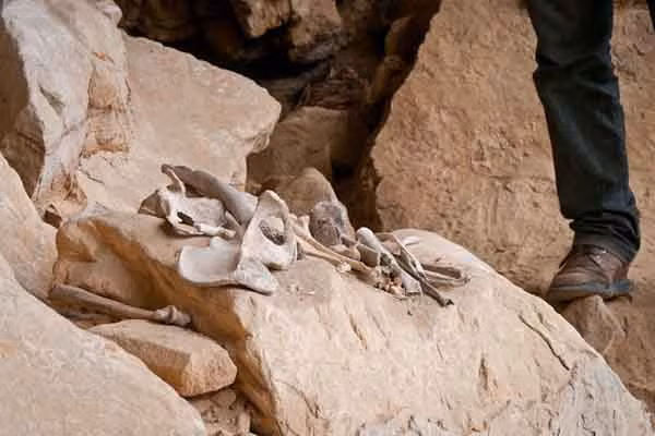 Người dân thường không được tiếp cận những chiếc quách kỳ lạ này mà chỉ có các nhà khảo cổ học đang quản lý nghiên cứu mới được tiếp cận chúng.