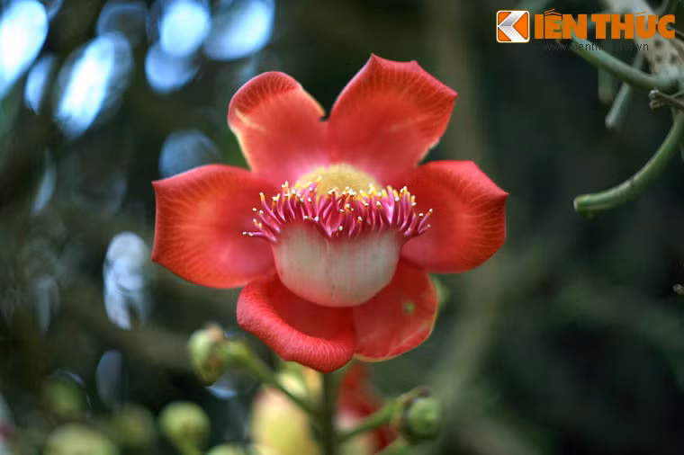 Mỗi bông hoa có kích thước khá lớn, cánh hoa màu đỏ tươi, có hình dáng rất giống với những chiếc đầu lân.