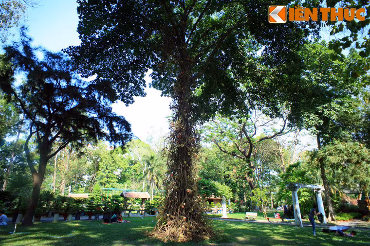 Thảo Cầm Viên Sài Gòn trồng khá nhiều cây đầu lân, nhưng cây ở phía trước đền thờ Hùng Vương cao và đẹp nhất.