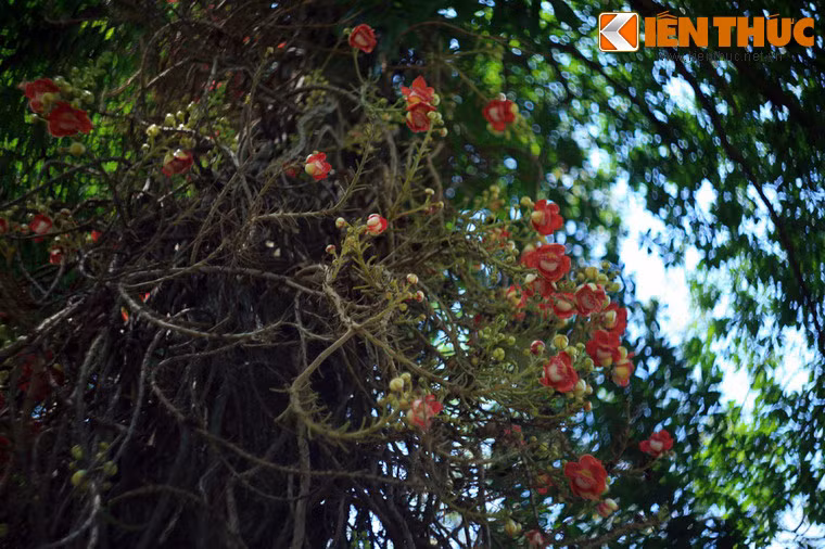 Đó là cây đầu lân (Couroupita guianensis), một loài cây lạ mắt với những chùm hoa chĩu chịt không mọc từ cành mà mọc thẳng từ thân.