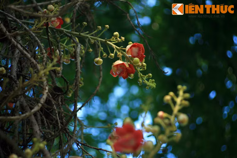 Chúng có thể đạt đến chiều cao 30-35m.