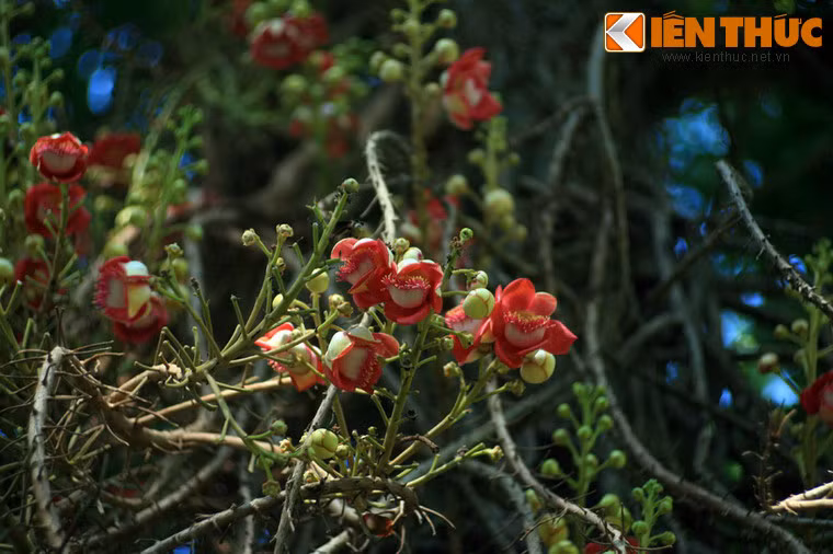 Hoa đầu lân suốt từ gốc lên đến gần ngọn, chùm hoa dài ra liên tục có thể tới 3m.