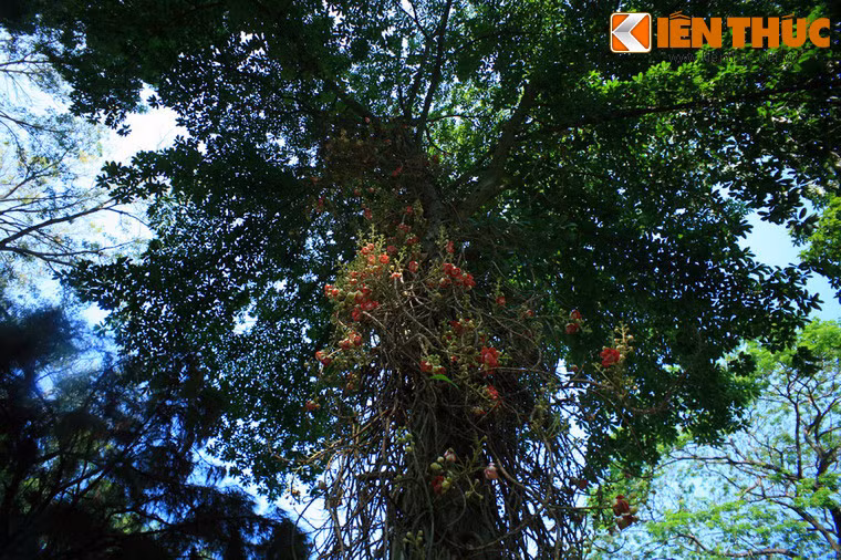 Ngoài Thảo Cầm Viên, cây đầu lân cũng được trồng ở một số ngôi chùa của TP HCM.