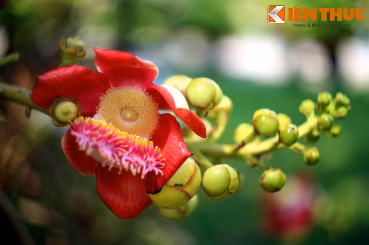 Loài hoa này có một mùi thơm đặc trưng, có thể ngửi thấy từ khá xa.