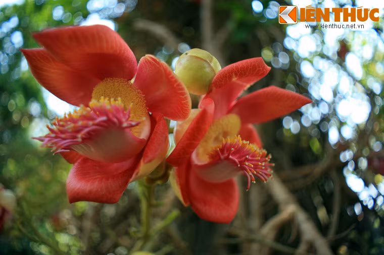 Cây đầu lân có nguồn gốc ở Guyana (Nam Mỹ), được du nhập vào nhiều nơi ở Nam Á và Đông Nam Á, trong đó có Việt Nam.