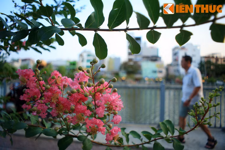 Sắc hồng của tường vi.