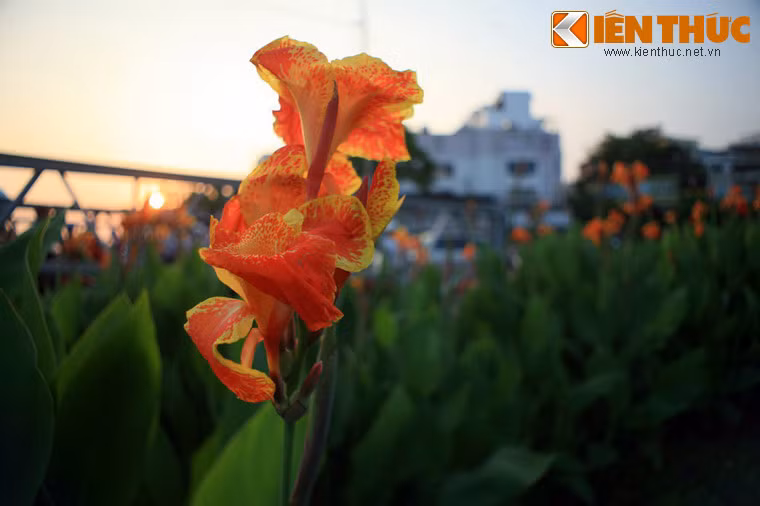 Vẻ rực rỡ như ngọn lửa của hoa huệ chuối.