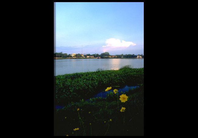 Hoa nở bên dòng sông Hương ở Cố đô Huế.