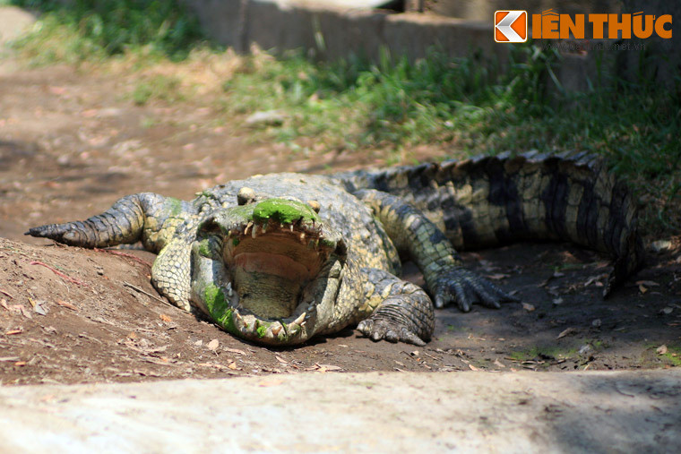 Đã có nhiều ý kiến khác nhau về chân tướng của loài giao long. Đáng chú ý là quan điểm của nhà sử học Đào Duy Anh (1904-1988). Cuốn Lịch sử cổ đại Việt Nam (xuất bản năm 2005) dẫn lại nhận định của nhà sử học kỳ cựu: Giao long chính là cá sấu. Ảnh: Cá sấu trong một trang trại ở TP HCM.