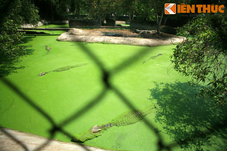 Xin trích dẫn nguyên văn: "Cứ những sự tình gặp giao long ở sông Dương Tử sách xưa chép đó và cứ hình trạng con giao long theo người xưa mô tả đó thì chúng ta thấy rằng loài giao long sách xưa chép đó chính là loài cá sấu lớn đời xưa có rất nhiều ở sông Dương Tử...".