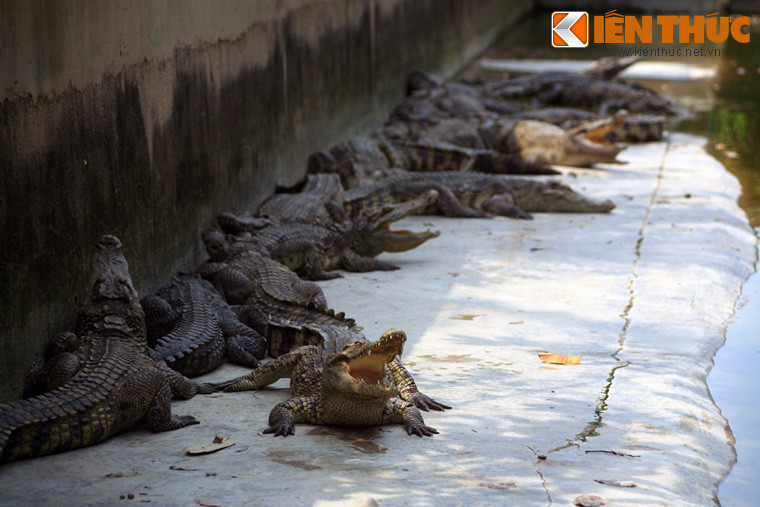 "...Về sau trong các sông ở Bắc nước ta, giống crocodile thành hiếm, thỉnh thoảng thấy một con, người ta cũng gọi là thuồng luồng, nhưng người thường không biết hình dạng nó thế nào nên tưởng tượng nó là một giống thủy quái hình dạng như rắn...".