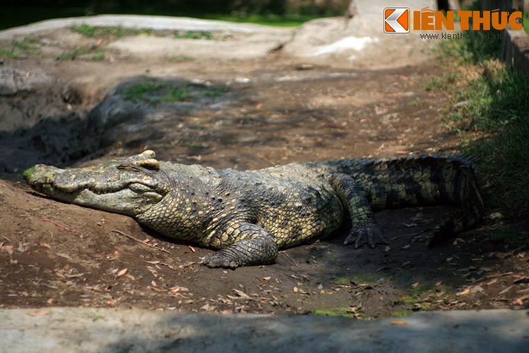 "...Theo L. Aurousseau thì giống cá sấu lớn ấy mình dài đến 5, 6 mét, tiếng Pháp gọi alligator. [...] Người Hán tộc xưa gọi là alligator là giao long. Người mình gọi con crocodile là thuồng luồng mà sách chữ Hán của ta cũng gọi là giao long...".