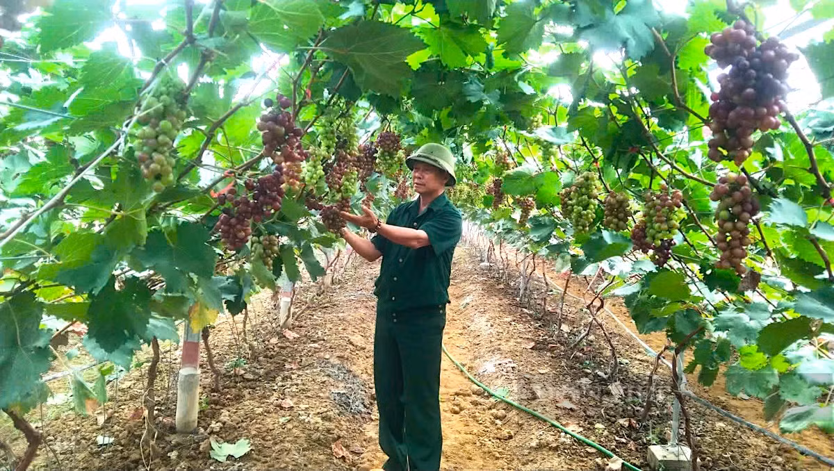 Bat ngo khi trong thu nho ha den dat trai to nang triu canh