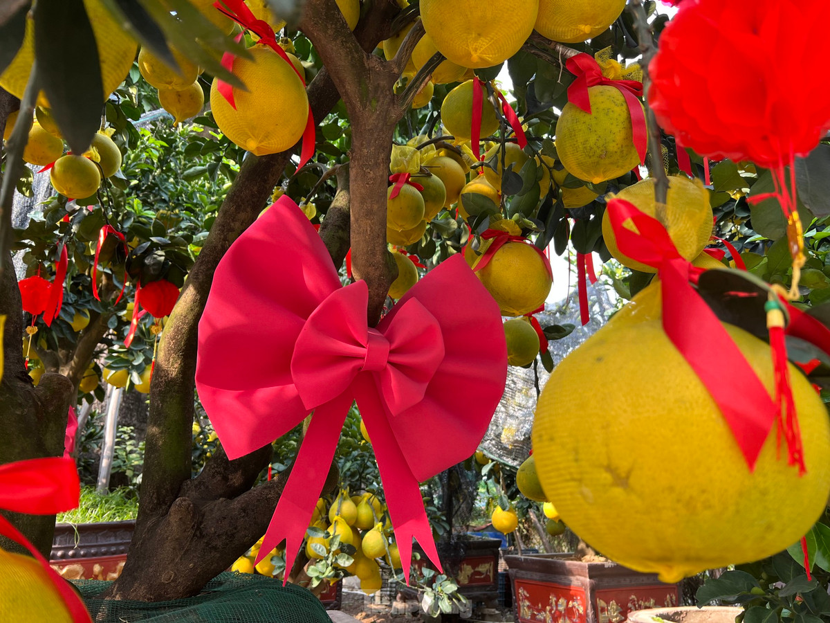 Những cây bưởi Diễn còn được trang trí thêm những chiếc nơ đỏ khổng lồ thu hút khách hàng từ xa. Năm nay, giá bưởi trung bình từ 10 - 50 triệu đồng/chậu, chỉ một số ít cây lớn, lâu năm mới có giá khoảng 80 triệu đồng/chậu.
