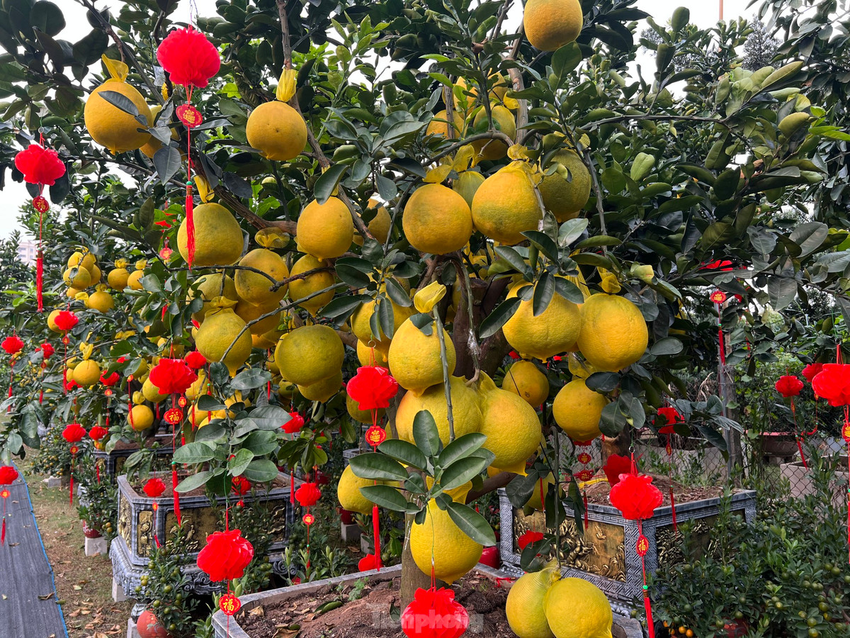 Ngoài mua đứt những chậu bưởi Diễn có giá cả chục triệu đồng, khách hàng cũng có thể chọn phương án thuê cây chơi Tết với giá cả phải chăng.