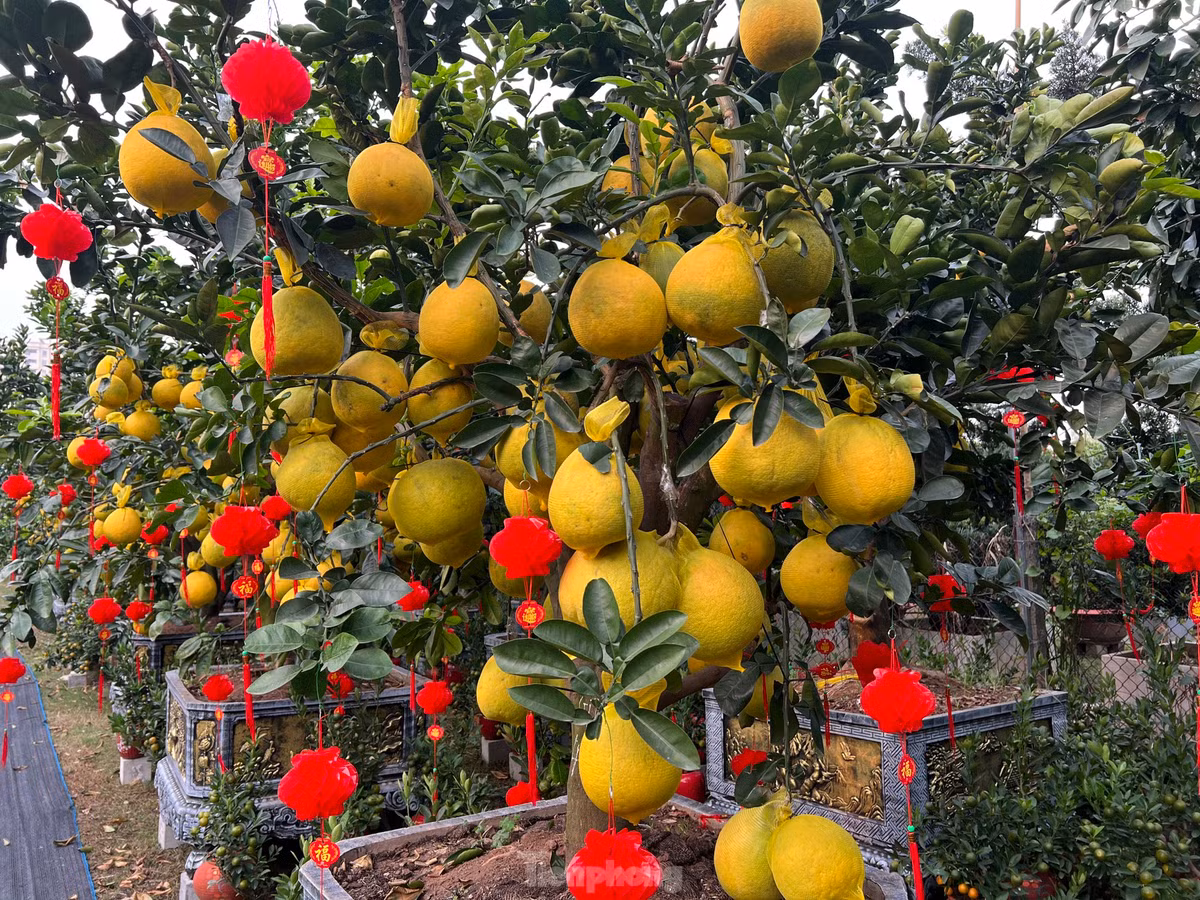 Ngoài mua đứt những chậu bưởi Diễn có giá cả chục triệu đồng, khách hàng cũng có thể chọn phương án thuê cây chơi Tết với giá cả phải chăng.