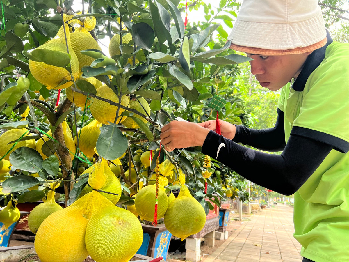 Các nhà vườn liên tục thuê thêm nhân công để chăm sóc, trang trí, làm đẹp cho những cây bưởi Diễn. Nhân viên sẽ cắt tỉa cảnh, chỉnh lại thế cây, bón phân, tưới nước và trang trí thêm nơ, ruy băng, treo thêm các câu đối đỏ để cây bưởi thêm bắt mắt.