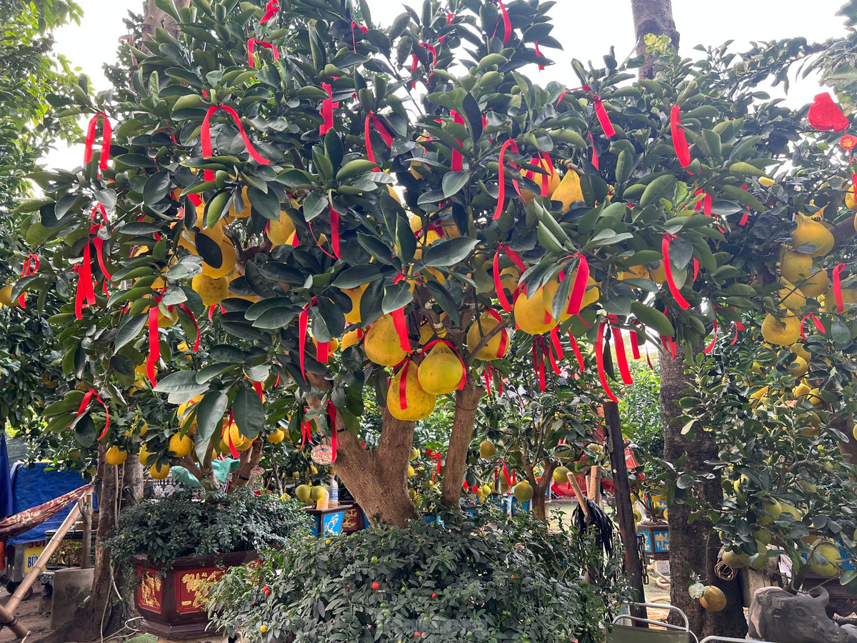 Theo ông Lự, mặc dù chi phí vận chuyển, nhân công... đều tăng nhưng do kinh tế khó khăn, người dân thắt chặt chi tiêu nên nhà vườn giảm giá sớm, chấp nhận lời ít lại để khách hàng dễ dàng mua cây kiểng chơi Tết.