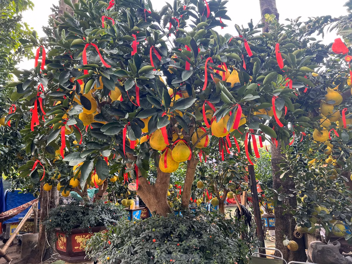 Theo ông Lự, mặc dù chi phí vận chuyển, nhân công... đều tăng nhưng do kinh tế khó khăn, người dân thắt chặt chi tiêu nên nhà vườn giảm giá sớm, chấp nhận lời ít lại để khách hàng dễ dàng mua cây kiểng chơi Tết.