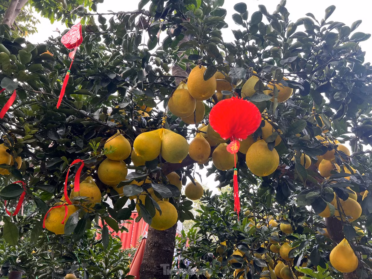 Mặc dù cơn bão số 3 vừa qua gây ảnh hưởng không nhỏ đến các vườn kiểng ở phía Bắc, tuy nhiên theo các nhà vườn, sản lượng bưởi Diễn vẫn đáp ứng nhu cầu của khách hàng nhờ diện tích trồng bưởi Diễn tăng 40%.