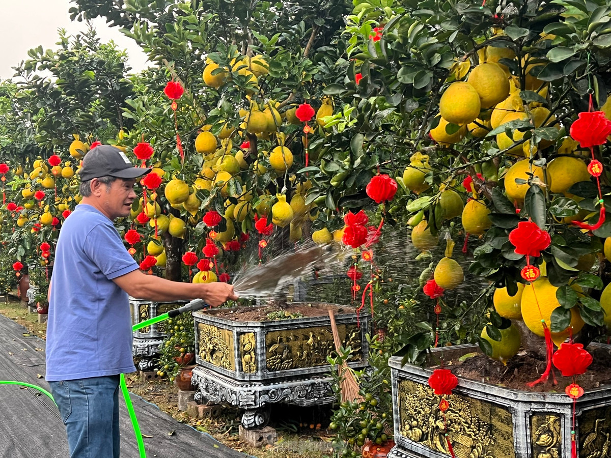 Ông Nguyễn Đức Lự, chủ vườn kiểng Lự Nguyễn cho biết, có vườn bưởi gần 2.000 gốc tại Hưng Yên, trong đó hơn 300 gốc được vận chuyển đến TPHCM, Đà Nẵng và Vinh để bán Tết. Hiện tại, ông đang bán hơn 100 chậu bưởi tại TP HCM với giá giảm hơn 15% so với năm 2024.